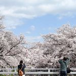 Cherry Blossoms in Asia - Best Places for Spring Flower Blooms