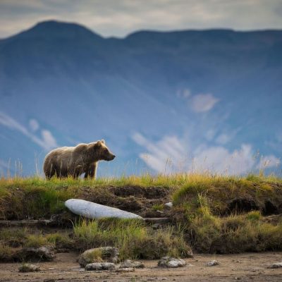 Alaska Shore Excursions