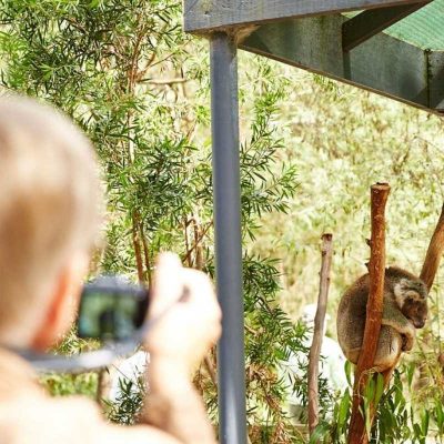 Australia Shore Excursions
