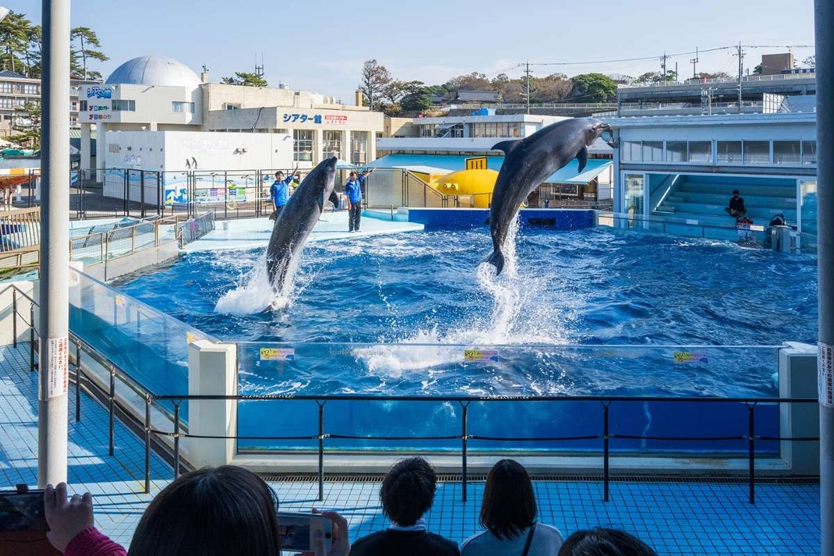 Echizen Matsushima Aquarium shore excursions