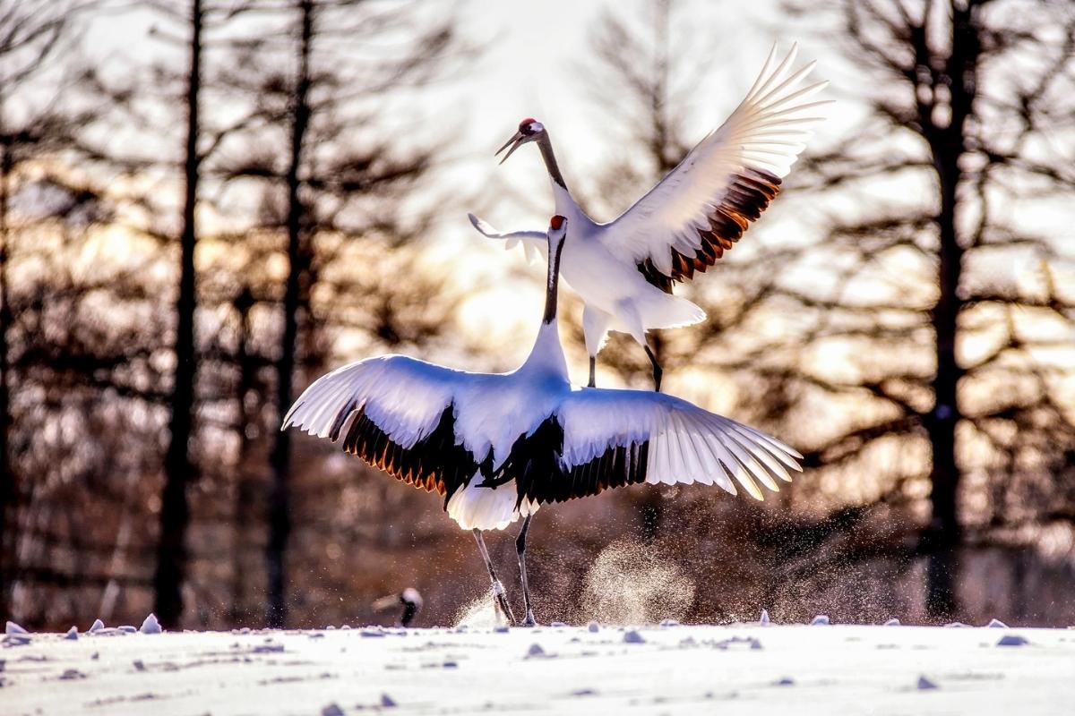 Kushiro City Red-Crowned Crane Natural Park