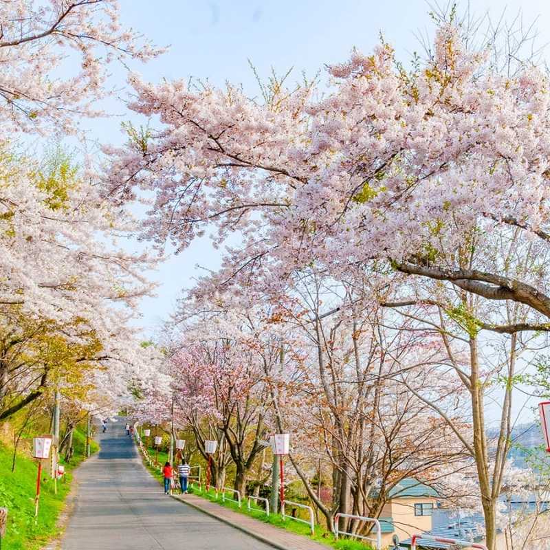 Muroran flower watching