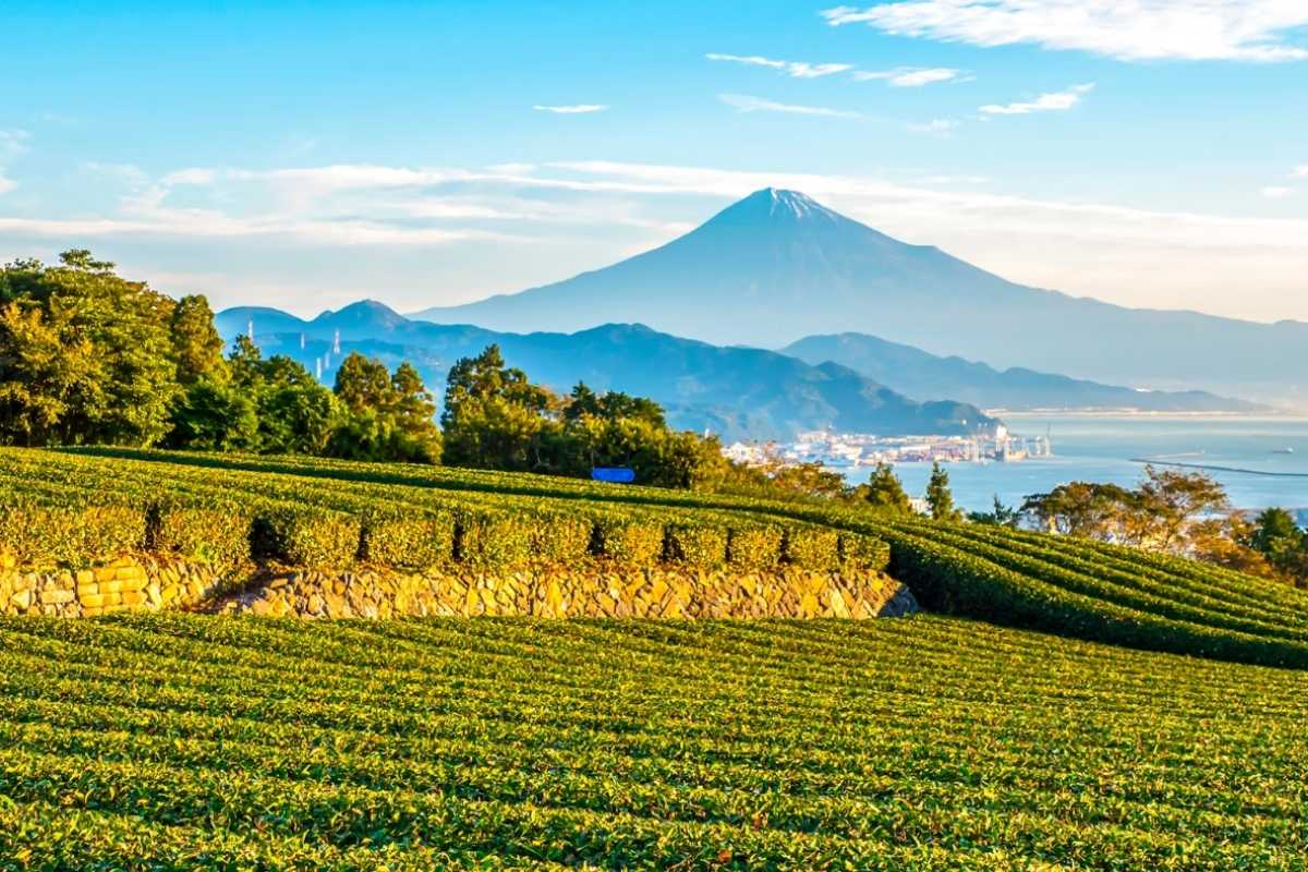 Nihondaira Plateau on Shimizu shore tours