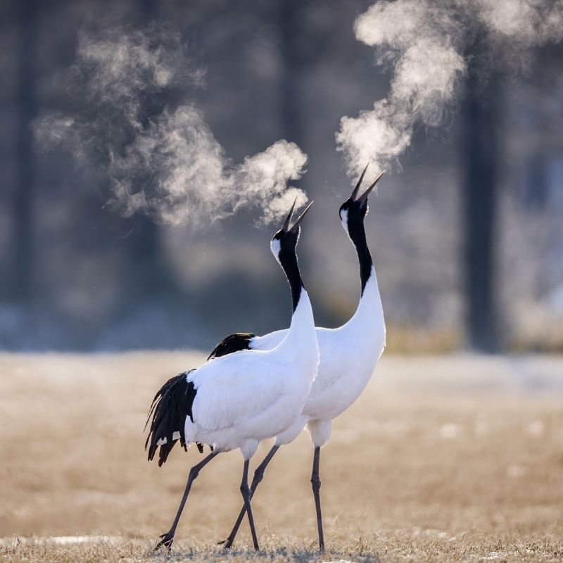 Red-Crowned Crane Watching on Kushiro shore tours