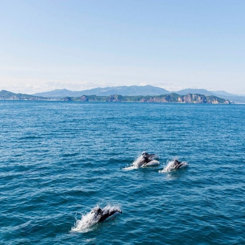 Wildlife spot on Muroran shore excursions