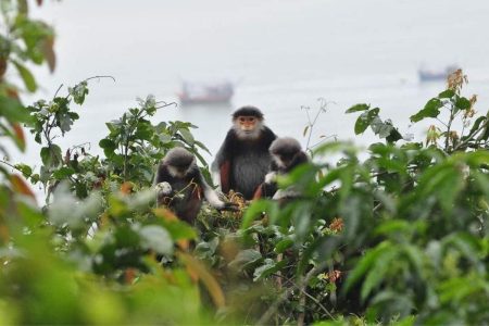 Nature Danang shore excursions in Son Tra Peninsula