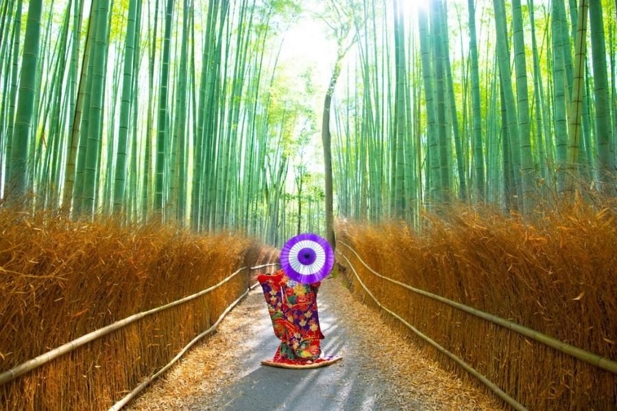 Arashiyama Bamboo Grove on Maizuru shore tour