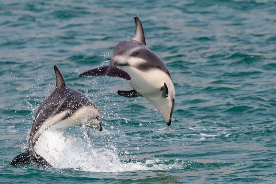 best time to visit New Zealand in spring