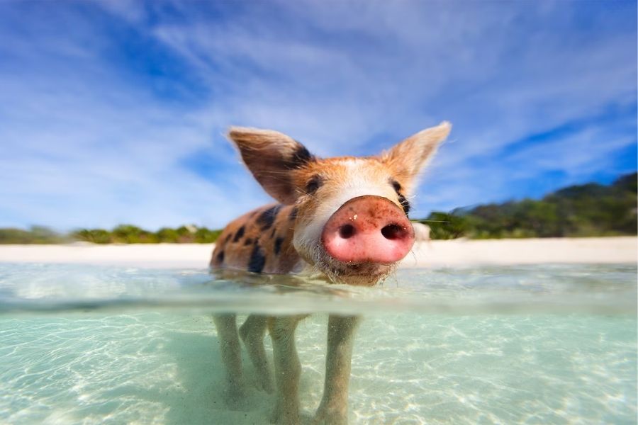 Environmental Education of Shore Excursions